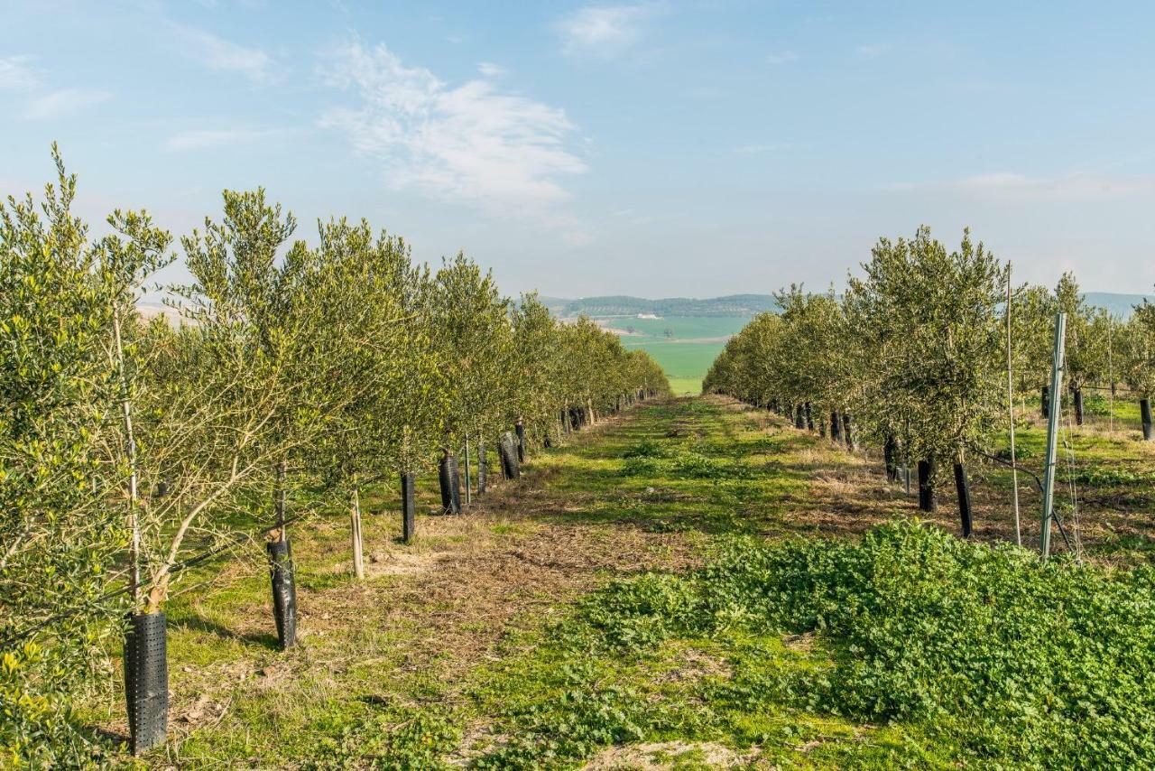 Vivienda Rural Olivar De San Telmo อาร์กอส เดลา ฟรอนเตรา ภายนอก รูปภาพ