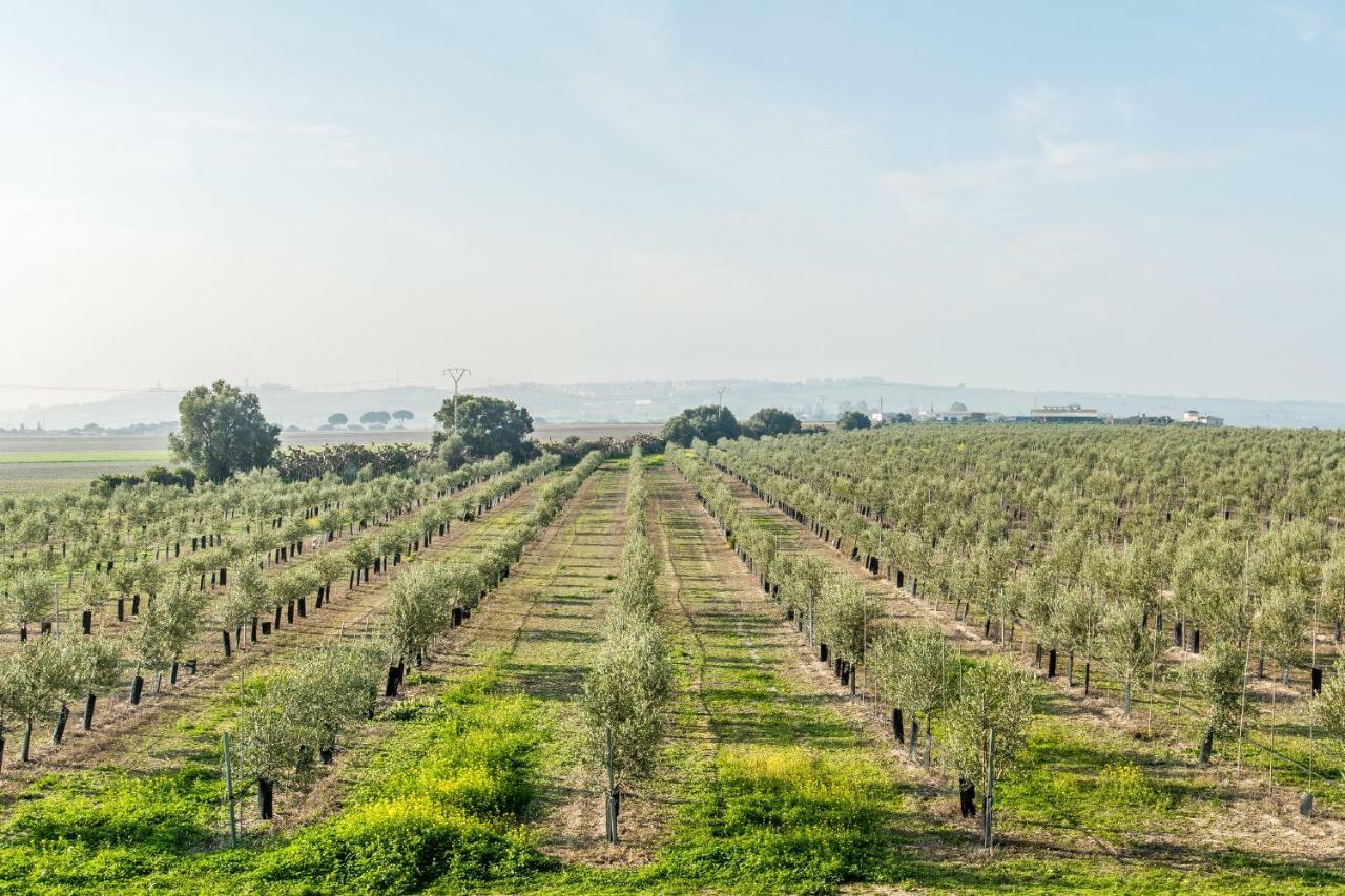 Vivienda Rural Olivar De San Telmo อาร์กอส เดลา ฟรอนเตรา ภายนอก รูปภาพ